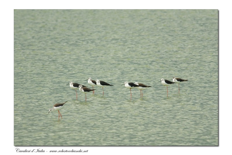 Cavaliere d'' Italia - Himantopus himantopus
